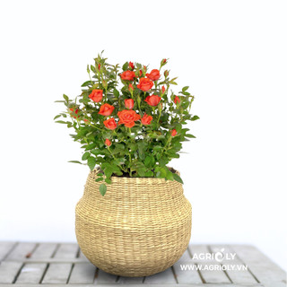 Hạt giống hoa hồng tỉ muội mix đủ màu
