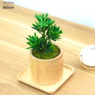 Chậu cây tùng la hán để bàn The Fish Design | size M