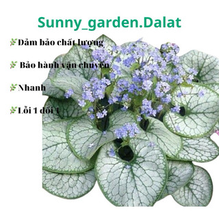 Chậu cứng Brunnera, nổi bật với những chiếc lá to ánh bạc