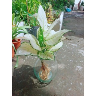 Chậu Vạn Lộc Trắng Thủy Sinh