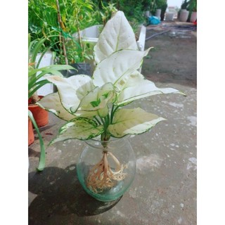 Chậu Vạn Lộc Trắng Thủy Sinh