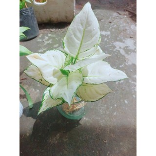 Chậu Vạn Lộc Trắng Thủy Sinh