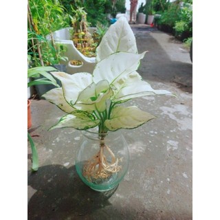 Chậu Vạn Lộc Trắng Thủy Sinh