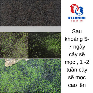 Hạt giống cây thủy sinh