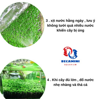 Hạt giống cây thủy sinh
