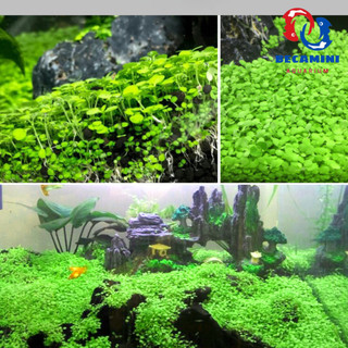 Hạt giống cây thủy sinh