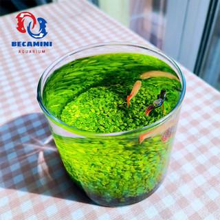 Hạt giống cây thủy sinh