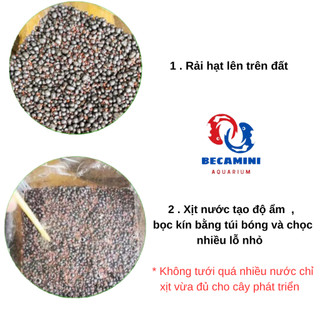 Hạt giống cây thủy sinh