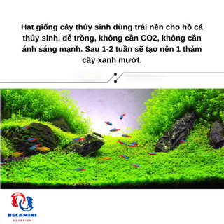 Hạt giống cây thủy sinh