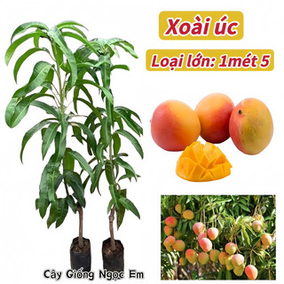 Xoài ÚC trồng chậu, Xoài TÍm Úc Cây ghép trồng 1 năm cho quả