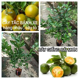 Cây giống tắc bánh xe chậu / cây hạnh / cây quất