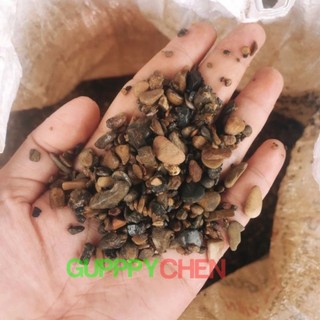 Sỏi suối thiên nhiên trải nền trang trí hồ cá - bể cá biotop