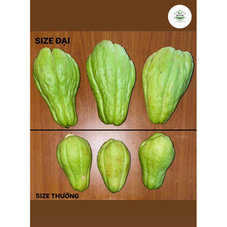 SU SU GIỐNG CỠ ĐẠI