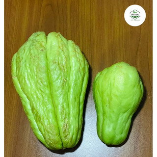SU SU GIỐNG CỠ ĐẠI