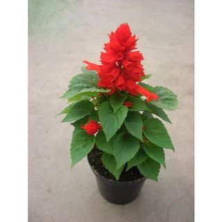 [Gói 100 Hạt] Hạt Giống Hoa Xác Phá.o đỏ .