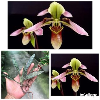 Lan hài ráo rừng Kon Tum