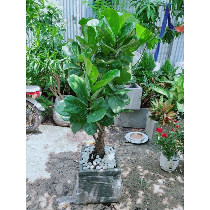Chậu Bàng Singapore Lớn