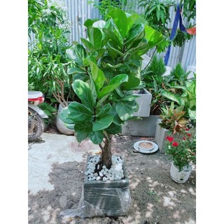 Chậu Bàng Singapore Lớn