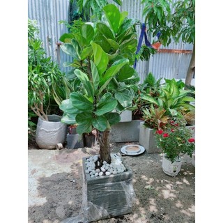 Chậu Bàng Singapore Lớn