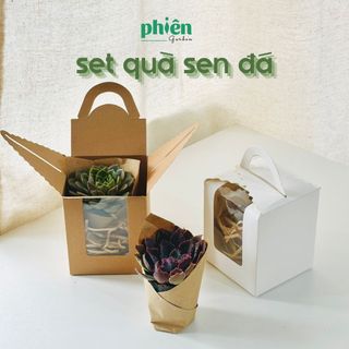Hộp quà tặng sen đá , Set 1 Sen đá quà tặng sinh nhật, quà doanh nghiệp
