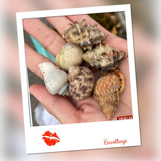 Combo 5 vỏ ốc mượn hồn trang trí hồ rugos, abino, sunset