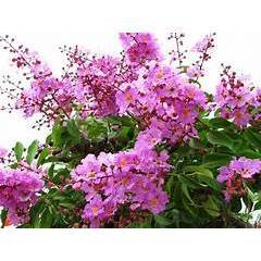 Cây giống bằng lăng tím _ cây cao 60-70cm