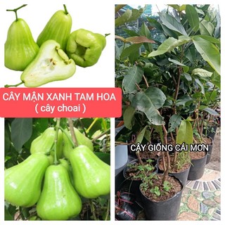 Cây mận xanh tam hoa choai