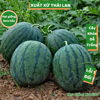 Hạt giống dưa hấu Thái Lan thân to cây khỏe quả to hình bầu hạt dưa hấu F1 thịt chắc ngọt dễ trồng Hạt giống Chidida
