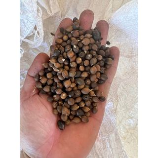 Hạt giống cọ cảnh để bàn - 3 hạt