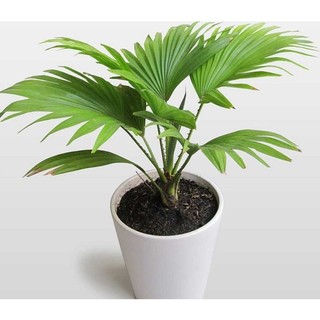 Hạt giống cọ cảnh để bàn - 3 hạt