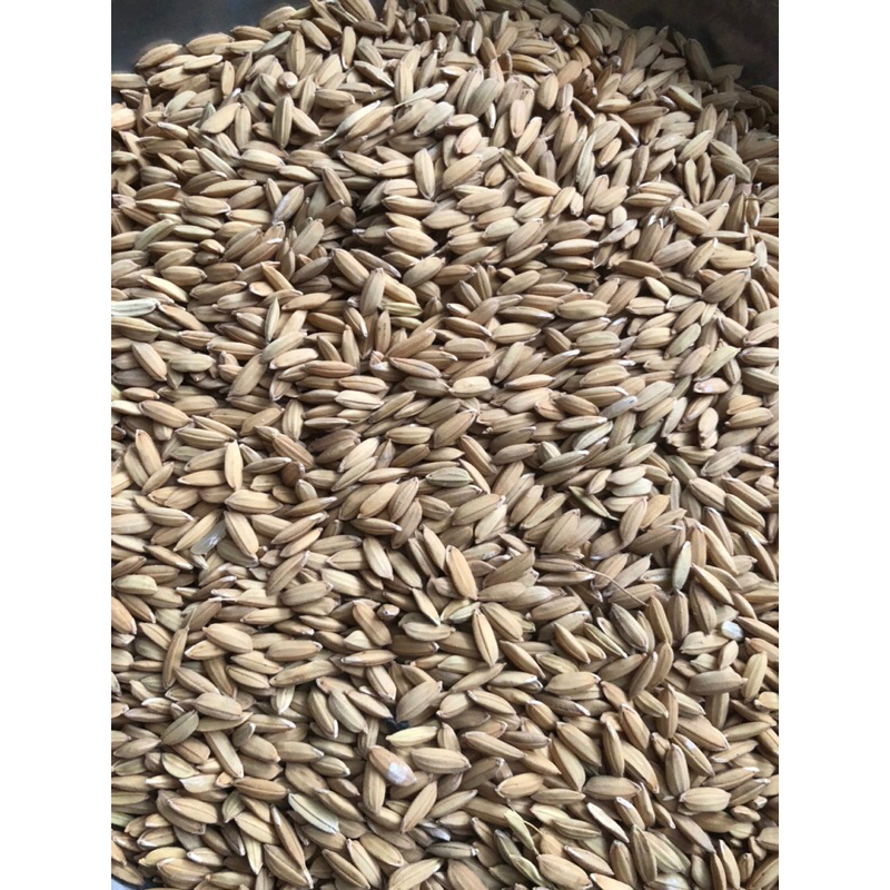1 KG THÓC CHO GÀ , CHIM , CHUỘT