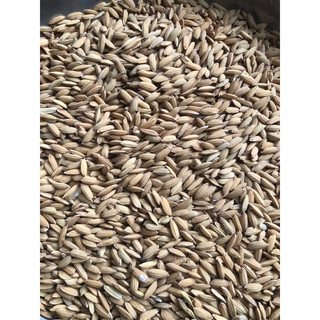 1 kg thóc cho gà , chim , chuột