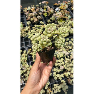 Sen đá kim tuyến hồng thụ size bầu hư 1 đổi 1
