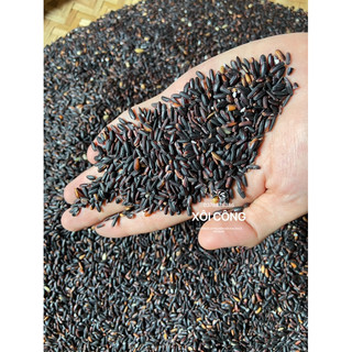 Gạo nếp cẩm nấu cơm rượu, rượu nếp cẩm