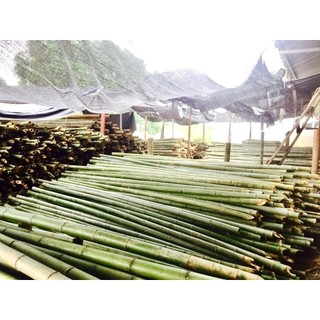 Chiếu trúc tăm 1,8 x 2m (100% Cật Trúc Tự Nhiên)