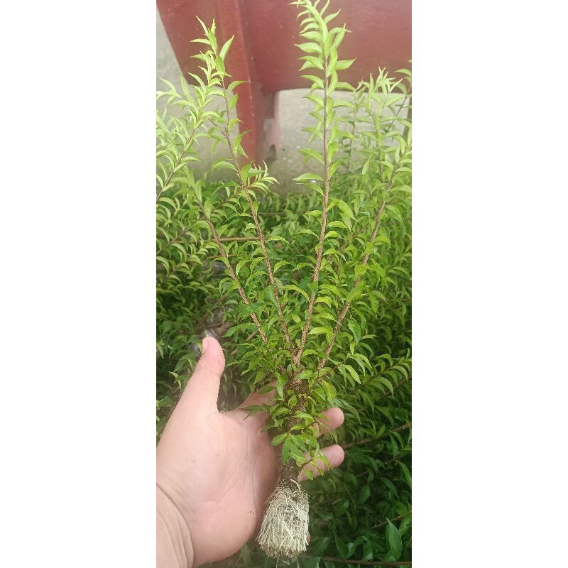 mai chiếu thủy giống ( cao khoảng 20cm trở lên)