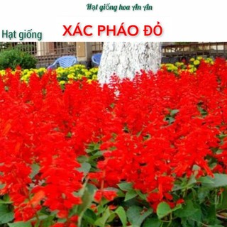 Hạt giống hoa xác phá.o đỏ .