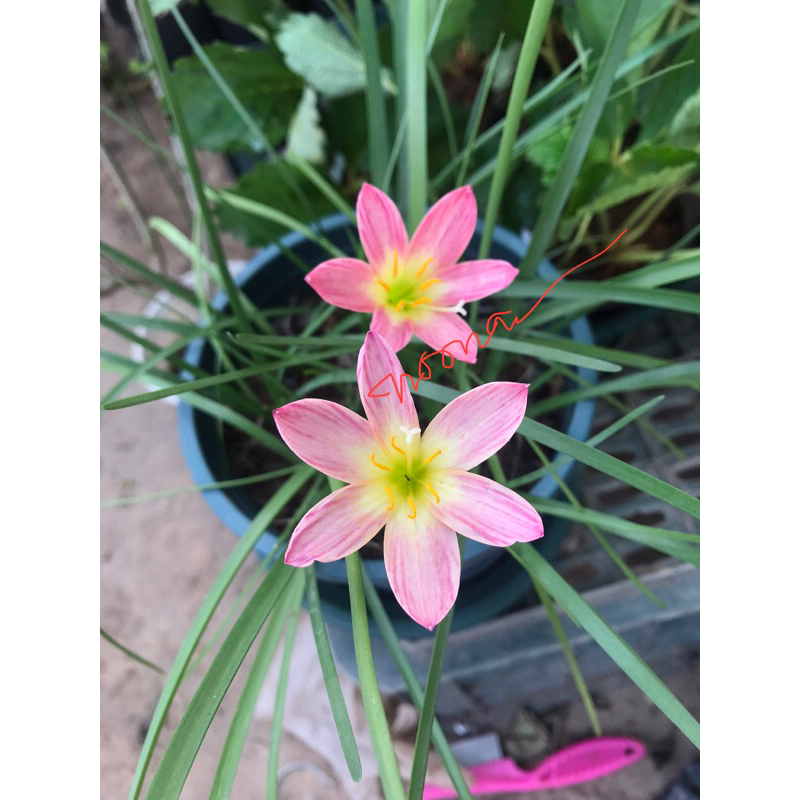 5Củ Huệ mưa N03