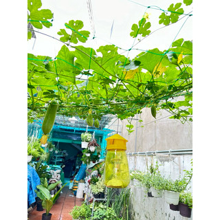 Bộ lồng bẫy ruồi vàng, ruồi đục quả, tặng kèm lọ dẫn dụ