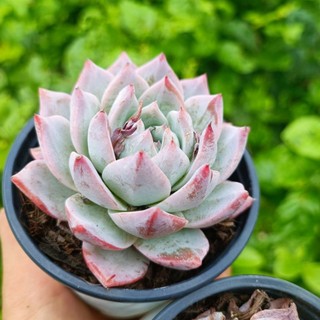 (Siêu sale 50%)SEN ĐÁ CHIM HỒNG THỤ.