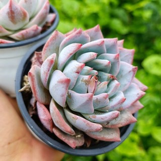 (Siêu sale 50%)SEN ĐÁ CHIM HỒNG THỤ.