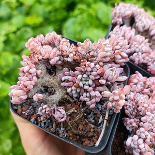 Sale+ sen đá crest hạt tím thụ.