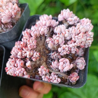 Sale+ Sen Đá Crest Hạt Tím Thụ.