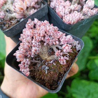 Sale+ Sen Đá Crest Hạt Tím Thụ.