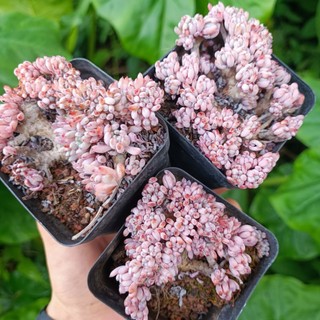 Sale+ Sen Đá Crest Hạt Tím Thụ.