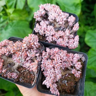 Sale+ Sen Đá Crest Hạt Tím Thụ.