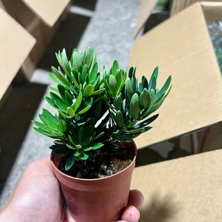 Chậu cây tùng kim cương thuần chủng lá khít.