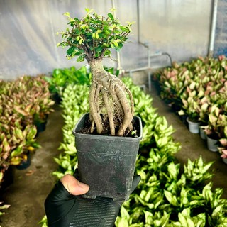 Cây du nhật bonsai mini để bàn