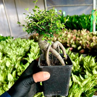 Cây du nhật bonsai mini để bàn