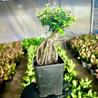Cây du nhật bonsai mini để bàn
